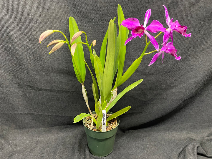 L. purpurata sanguinea (`Son!&