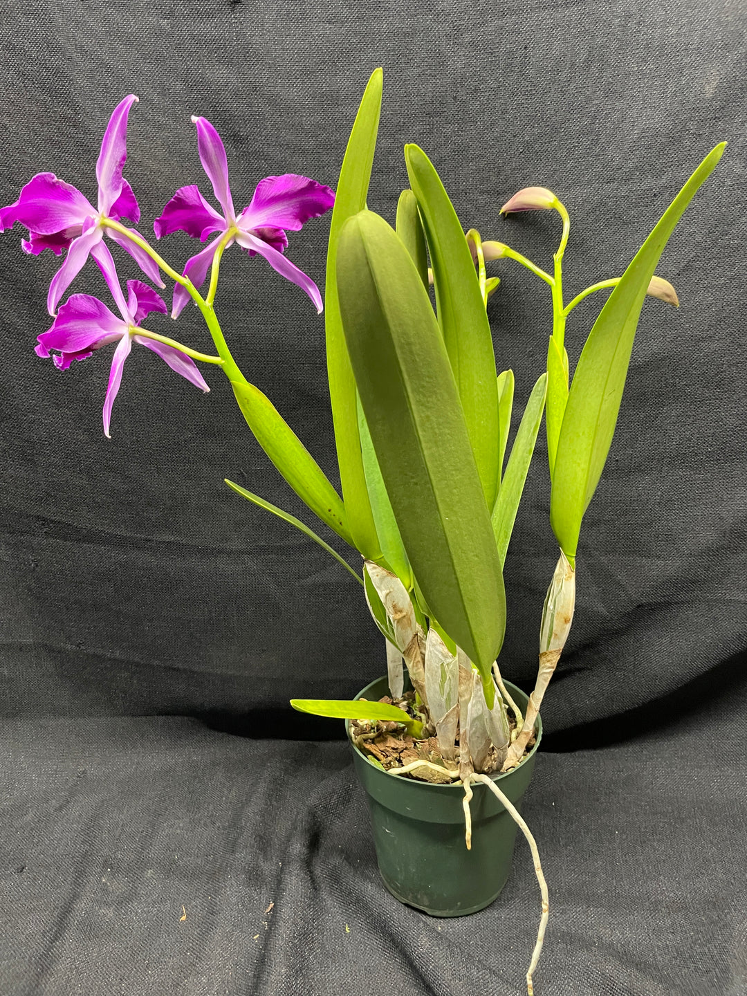 L. purpurata sanguinea (`Son!&
