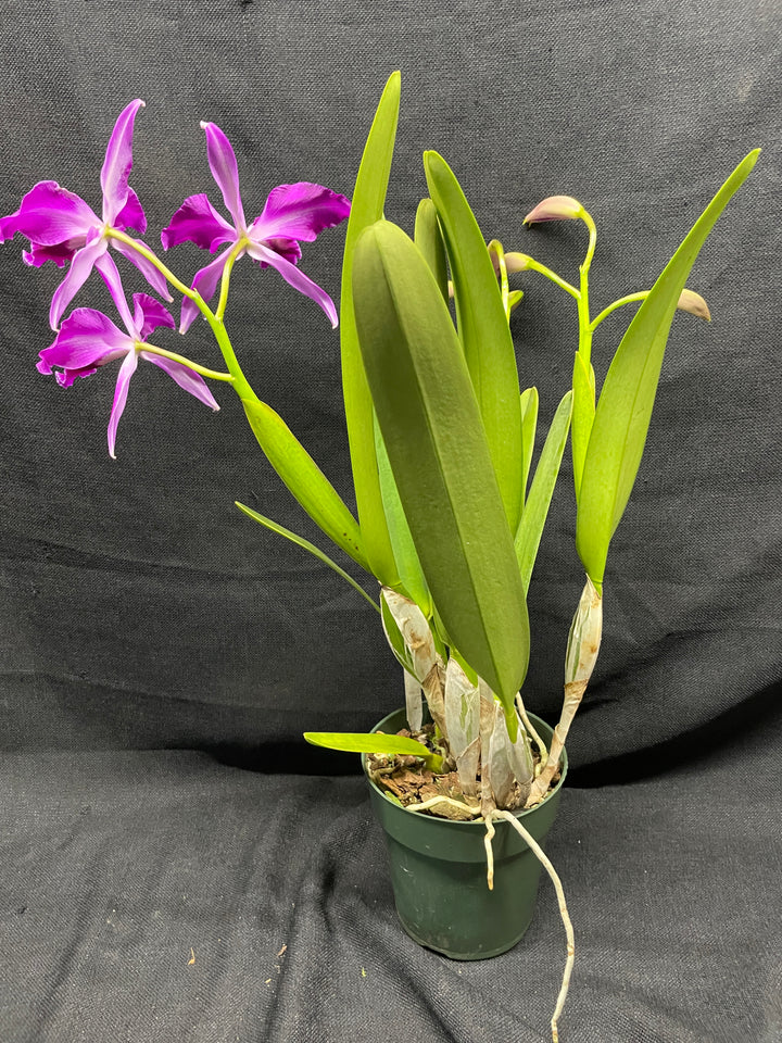 L. purpurata sanguinea (`Son!&