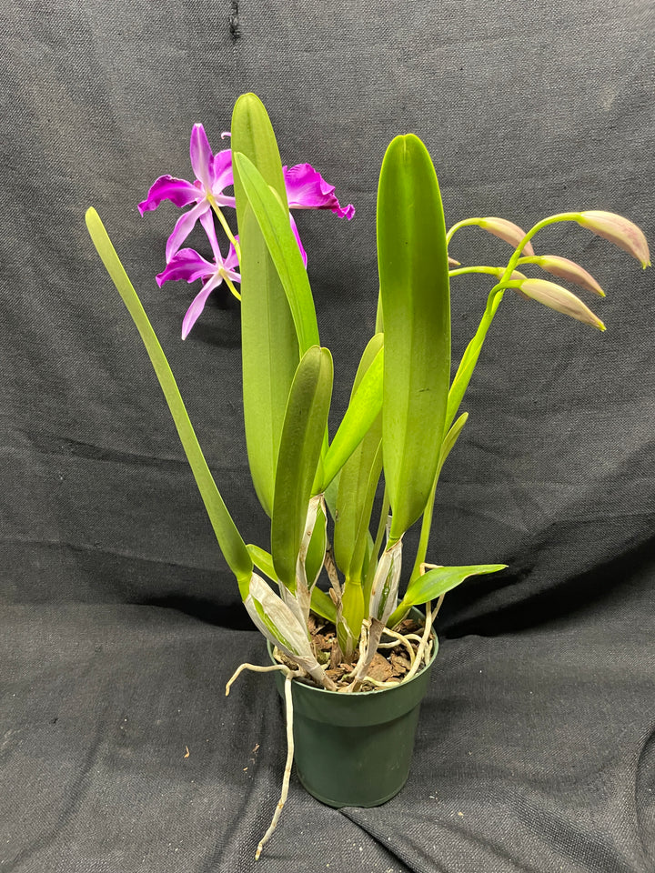 L. purpurata sanguinea (`Son!&