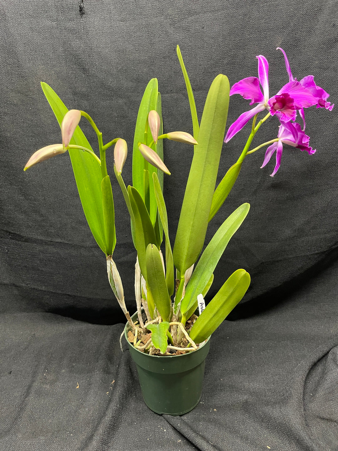 L. purpurata sanguinea (`Son!&