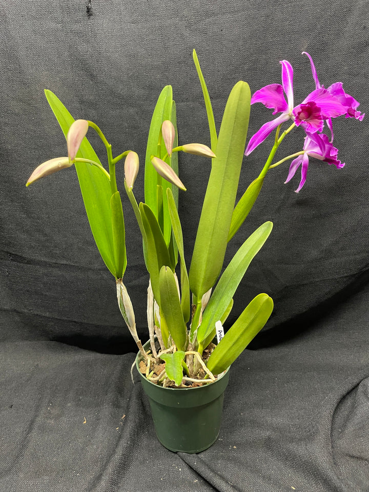 L. purpurata sanguinea (`Son!&