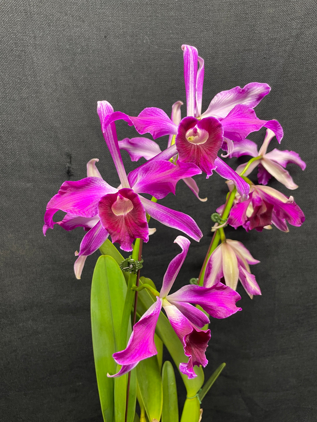 L. purpurata sanguinea (`12&