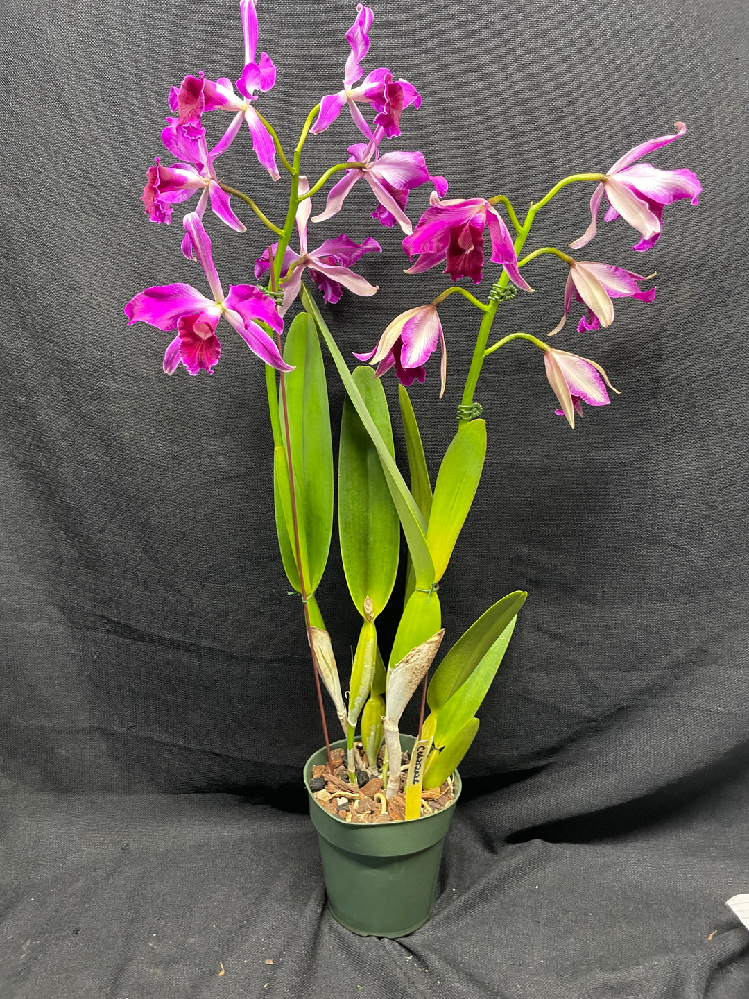 L. purpurata sanguinea (`12&