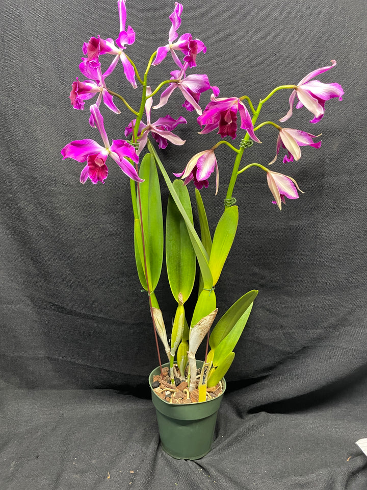 L. purpurata sanguinea (`12&