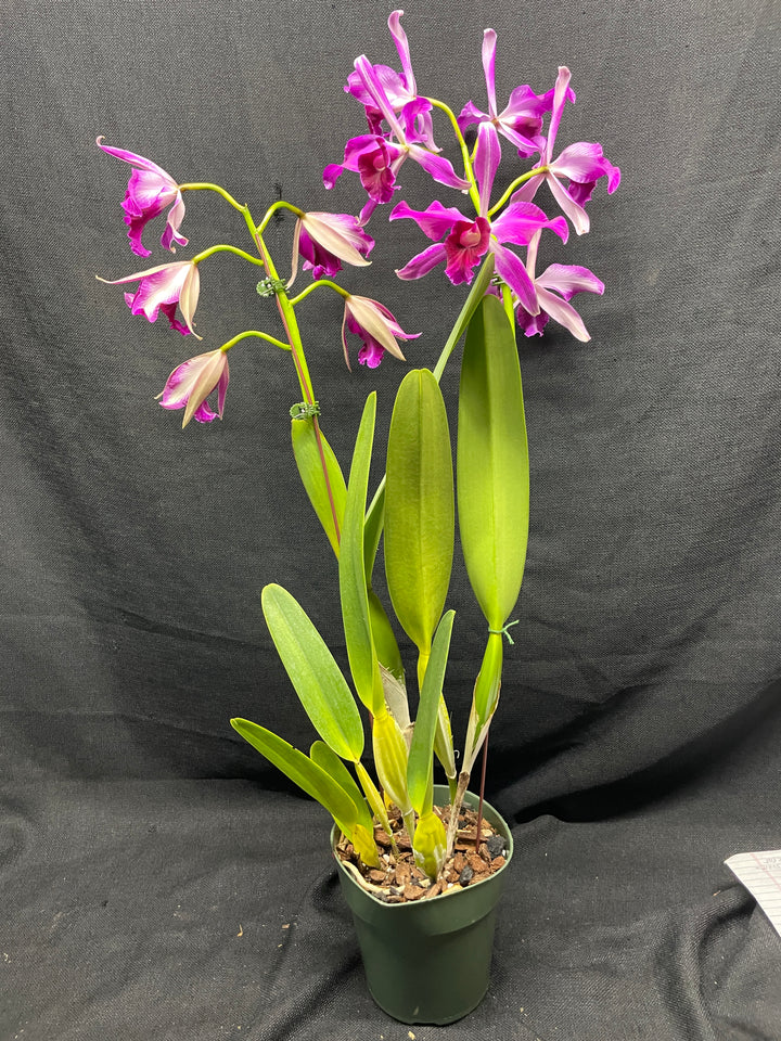L. purpurata sanguinea (`12&