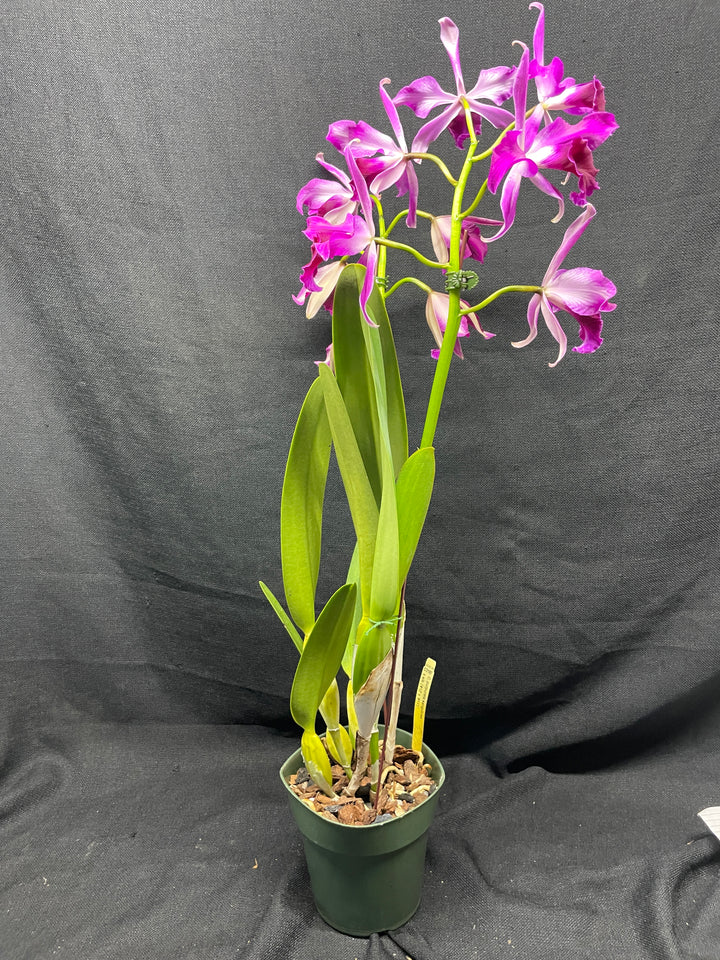 L. purpurata sanguinea (`12&