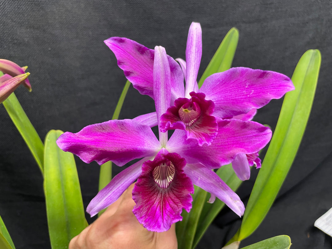L. purpurata sanguinea (`Son!&