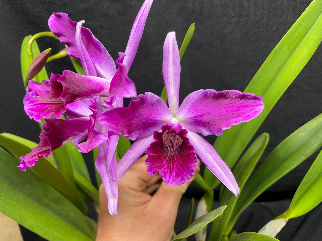 L. purpurata sanguinea (`Son!&