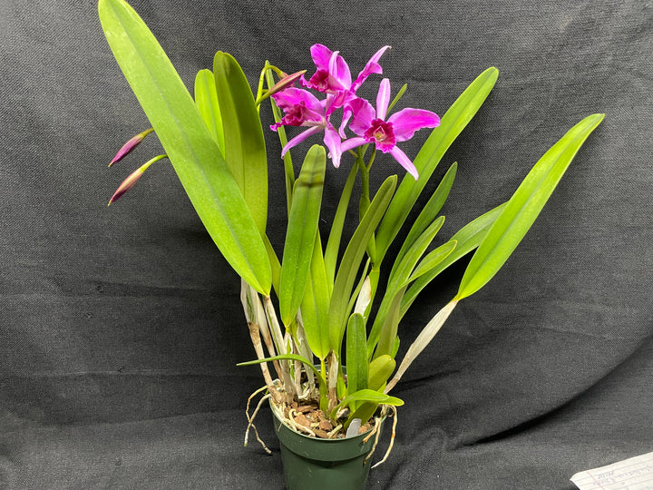 L. purpurata sanguinea (`Son!&