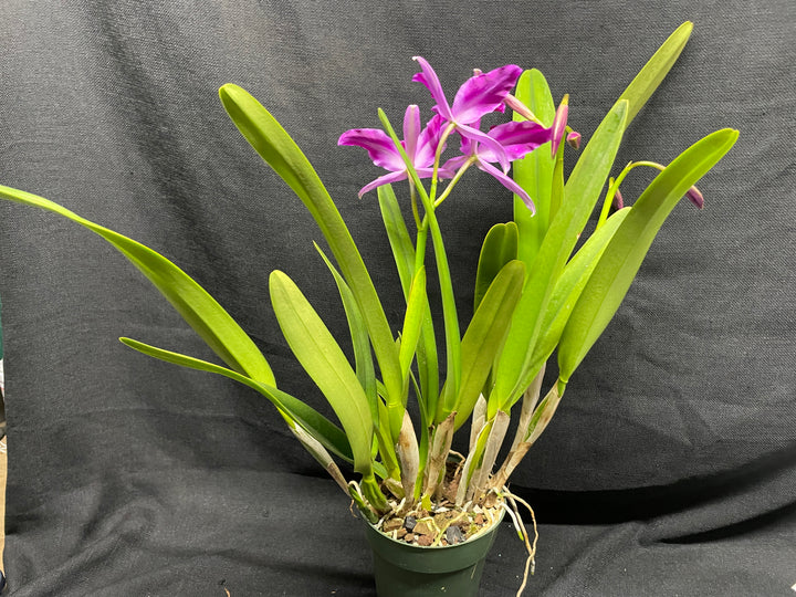 L. purpurata sanguinea (`Son!&