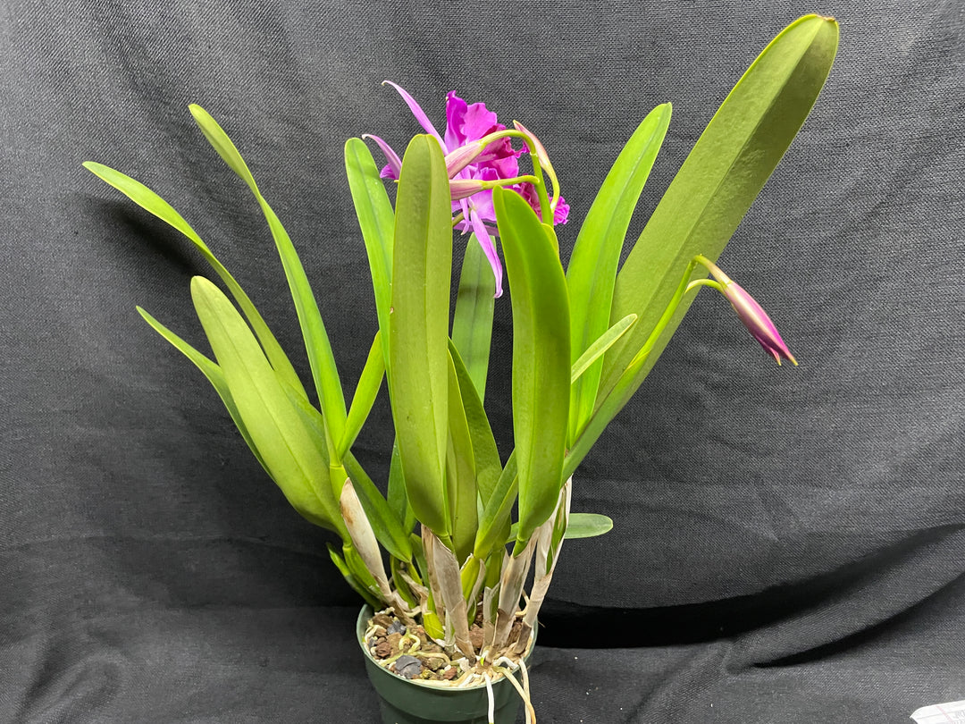 L. purpurata sanguinea (`Son!&