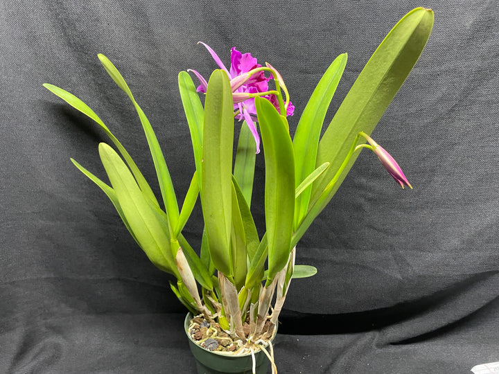 L. purpurata sanguinea (`Son!&