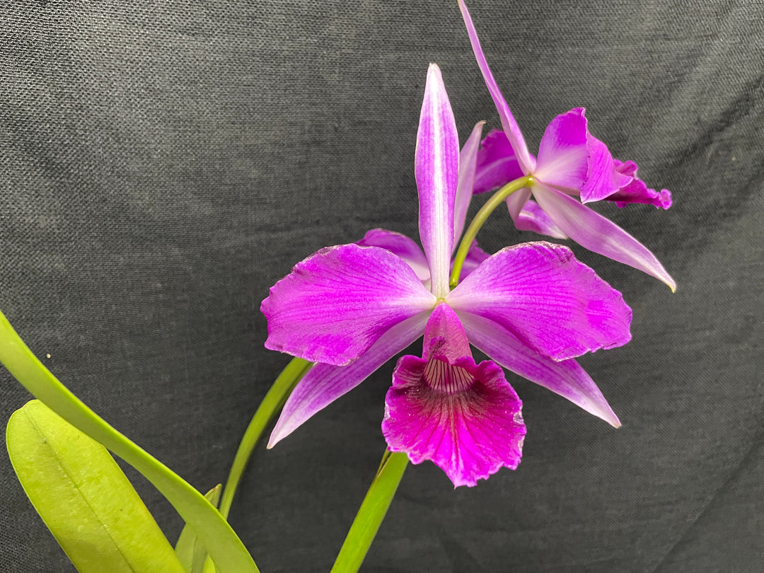 L. purpurata sanguinea (`Son!&