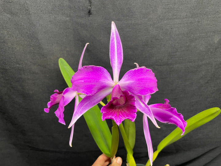 L. purpurata sanguinea (`Son!&