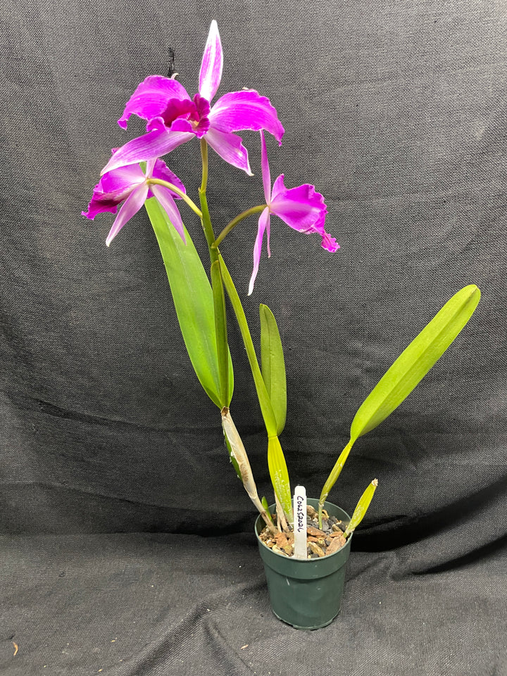 L. purpurata sanguinea (`Son!&