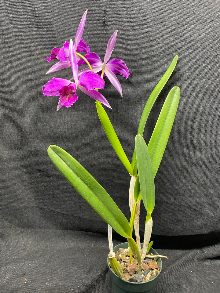 L. purpurata sanguinea (`Son!&