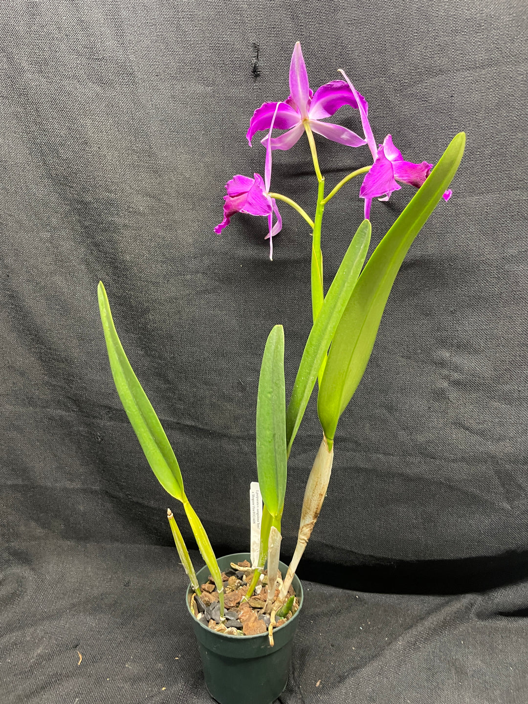 L. purpurata sanguinea (`Son!&