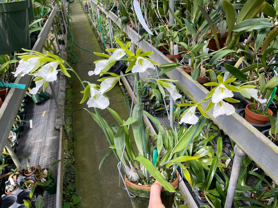 Enc. mariae `Sentinel Orchids&