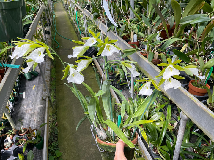 Enc. mariae `Sentinel Orchids&