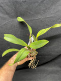 Slc. Circle of Life `Orchid Eros' AM/AOS Original Division #1 Cattleya Orchid Plant