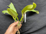 Slc. Circle of Life `Orchid Eros' AM/AOS Original Division #1 Cattleya Orchid Plant