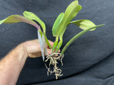 Slc. Circle of Life `Orchid Eros' AM/AOS Original Division #1 Cattleya Orchid Plant