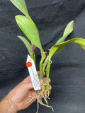 Slc. Circle of Life `Orchid Eros' AM/AOS Original Division #2 Cattleya Orchid Plant