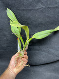 Slc. Circle of Life `Orchid Eros' AM/AOS Original Division #2 Cattleya Orchid Plant