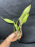 Slc. Circle of Life `Orchid Eros' AM/AOS Original Division #2 Cattleya Orchid Plant