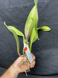 Slc. Circle of Life `Orchid Eros' AM/AOS Original Division #2 Cattleya Orchid Plant
