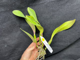 Slc. Circle of Life `Orchid Eros' AM/AOS Original Division #3 Cattleya Orchid Plant