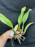 Slc. Circle of Life `Orchid Eros' AM/AOS Original Division #3 Cattleya Orchid Plant