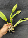 Slc. Circle of Life `Orchid Eros' AM/AOS Original Division #3 Cattleya Orchid Plant