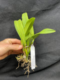 Slc. Hazel Boyd `Red Stone' 2nd WOC Div #1 Cattleya Orchid Plant