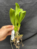 Slc. Hazel Boyd `Red Stone' 2nd WOC Div #1 Cattleya Orchid Plant