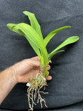 Slc. Hazel Boyd `Red Stone' 2nd WOC Div #1 Cattleya Orchid Plant
