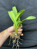 Slc. Hazel Boyd `Red Stone' 2nd WOC Div #1 Cattleya Orchid Plant
