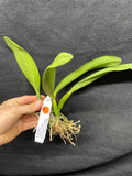 Slc. Hazel Boyd `Red Stone' 2nd WOC Div #2 Cattleya Orchid Plant