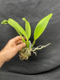Slc. Hazel Boyd `Red Stone' 2nd WOC Div #2 Cattleya Orchid Plant