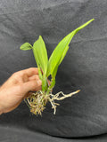 Slc. Hazel Boyd `Red Stone' 2nd WOC Div #2 Cattleya Orchid Plant