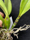 Slc. Hazel Boyd `Red Stone' 2nd WOC Div #2 Cattleya Orchid Plant