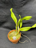 Slc. Hazel Boyd `Orchid Alley Lipstick' AM/AOS Div #1 Cattleya Orchid Plant