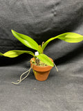 Slc. Hazel Boyd `Orchid Alley Lipstick' AM/AOS Div #1 Cattleya Orchid Plant
