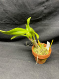 Slc. Hazel Boyd `Orchid Alley Lipstick' AM/AOS Div #1 Cattleya Orchid Plant