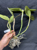 C. Mareeba Tiger `Kylo Ren' AM/AOS Div #1 Original Cattleya Orchid Plant