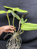 C. Mareeba Tiger `Kylo Ren' AM/AOS Div #1 Original Cattleya Orchid Plant