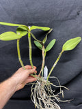 C. Mareeba Tiger `Kylo Ren' AM/AOS Div #1 Original Cattleya Orchid Plant