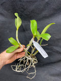C. violacea carnea `John Odom' HCC/AOS Div #1 Original Cattleya Orchid Plant