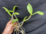 C. violacea carnea `John Odom' HCC/AOS Div #1 Original Cattleya Orchid Plant